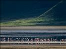 Flamingoes in the Ngorongoro Crater
